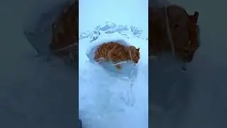 Frozen in Silence: Hyper-Realistic Cat Rescue Trapped in Ice