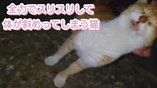 5年間毎日餌をあげ続けた猫が急にデレデレになった【猫動画】【バカな病院に脅され78万＋良い病院にきんたの癌治療してもらい50万借金】【借金残76万】