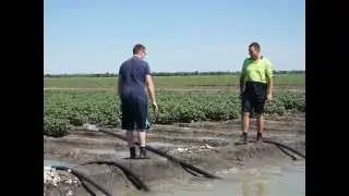 Irrigation at Koramba Cotton Farm