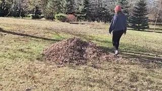 Fall Fun With My Dogs!  Making a Leaf Pile for Them to Play In