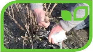 Как обрезать куст черной смородины