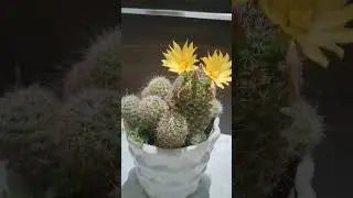Hamare Cactus plant mai Flower nikal aaya #trendingshorts #vlog #vlogging