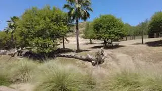 Exploring San Diego Zoo and Tram Ride