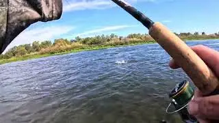 Accidentally Hooking Something Big | Steelhead Fishing (Catch and Cook)