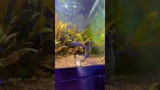 Ribbed Newts are too cute #newts #cute #animal #adorable #funny