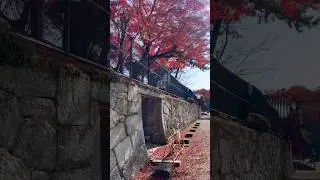 Nara 🦌 & Autumn 🍂🍁 🇯🇵