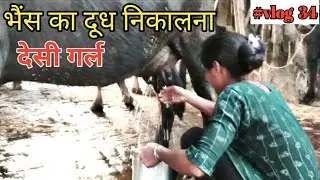 Village Buffalo Milk | Buffalo Milking Hand Full Murrah Buffalo Milk Video | Shanti Maurya Official