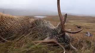 Will deer hunting become big business in Scotland?