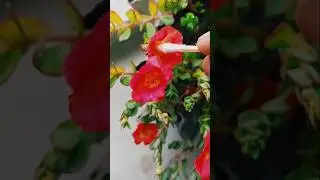 Moss Rose & Purslane Cross Pollination ❤️🤍...#ytshorts #flowers #gardening #plants #plantlover