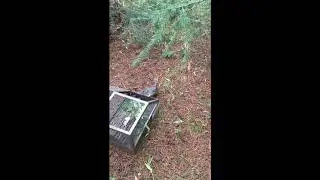 Bushy-tailed Woodrat Release