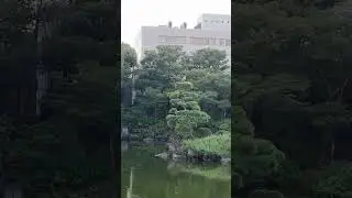 Heron on a tree #shorts