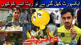 Kia export waqai khul gai ya afwa hai February 26, 2023 | Lalukhet birds market | Urdu/hindi