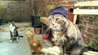 FIDLAR - Awkward (CATS!)