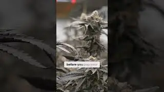 Are You Making This Big Mistake When Growing Plants?