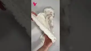 👰&zwj;♀️ TULL CU DANTELĂ MACI PICTAȚI ⎜ @TakoyRO