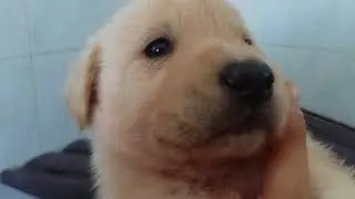 E CON GIUGNO, ARRIVANO NUOVE CUCCIOLATE.....