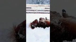 Pony Vaiana rolling in the snow! Would you do the same?😁🦄🩵❄️ #pony #horse