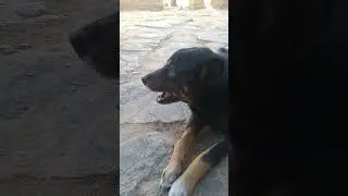dog saying ram ram #shortvideo #shortvideo