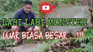 Pertualang Borneo Dapat Lagi Labi2/Bulus Monster,Luar Biasa Besar nya..!!!Masak Apa Yang Sesuai???