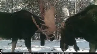 Bull moose sparring battle 2022