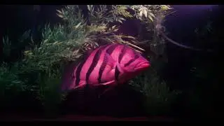 Datnioides Microlepis Indonesian Datnoid