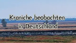 Aussichtsplattform Darlaten Uchter Moor | Kraniche bei der Rast zu sehen | Waching birds Germany