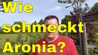 Wie schmecken Aronia Beeren nach was schmecken Aroniabeeren