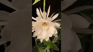 #flowers #onemillion #greengrowth # #music