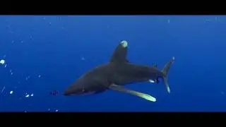 RED SEA DIVING EXPERIENCES - MARSA ALAM - EGYPT - ELPHINSTONE - SHARKS - TURTLES