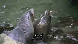 【Did You Know】 Did you know sea otters hold hands while they sleep? #khentertainment