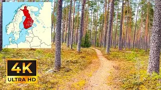Exploring a Verdant Forest - 4K Virtual Hike with Serene Nature Sounds