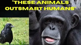 6 Smartest Animals on Earth. These animals are smarter than most humans.