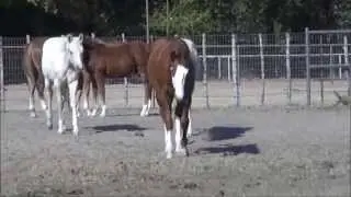 Lil Bills Gun  Reining Prospect ~ SOLD