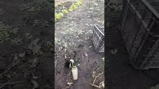 Intensive Planting 💡 How to Use a Currant Row More Efficiently2#currant #strawberry#gardening#shorts