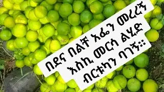Zemzem. በደና በልቸ አፌን መረረኝ እስኪ መርሳ ልሂድ ብርቱካን ባገኝ።