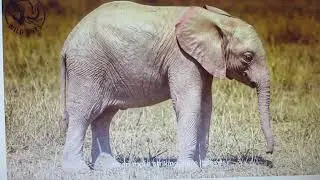 MVI 1541  = white elephant in 2023 =