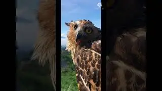 Buffy Fish Owl and his home land.....