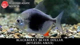 Myleus lamax THE DILIGENT BLACKBERRY SILVER DOLLAR. (Leopard Aquatic C072B)
