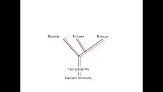 The Evolutionary Origins of Viruses