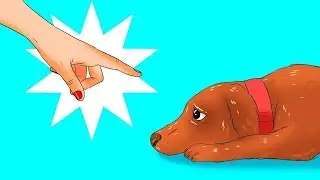 12 schädliche Dinge, die du ohne es zu merken deinen Hund antust