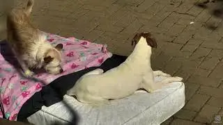 #OFSDS The Basking Couch