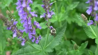 Solitary Bees: An Introduction #solitarybees #masonbees #leafcutterbees #nature