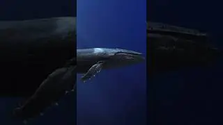 Underwater Wonders and Relaxing Music #shorts #relaxing #soundeffects #nature #meditation #ocean