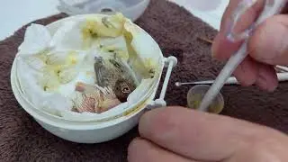 Hand Feeding 12 Day Old Isabel Canary Baby 20241212