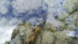 Feather like tentacles surrounding mouth of pelagic sea cucumber