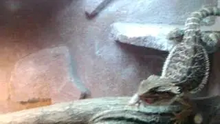 Agama pogona viticeps eating a little mouse
