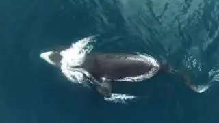 Bowhead Whale Research Drone Video 2016