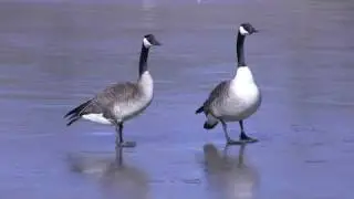 CRAZY CANADA GEESE ON ICE (HD)