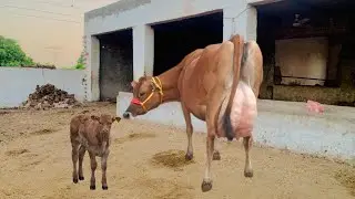 Pure jersey cow for sale | jersey cow in Pakistan | jersey cow faram in Punjab | jarsi cow for sale