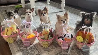 Happy Easter 2025! Chihuahuas open their Easter baskets!